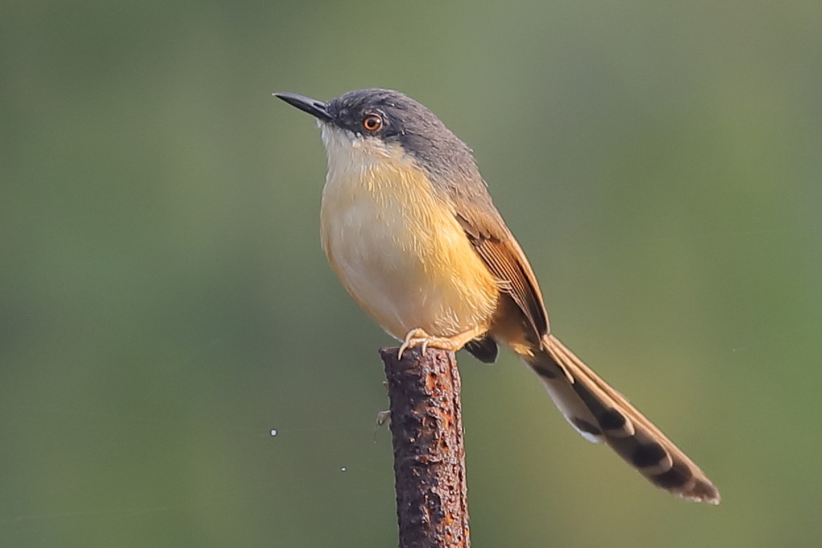 Ashy Prinia - ML630773092
