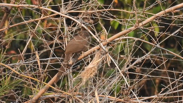 Malcoha sirkir - ML630773201