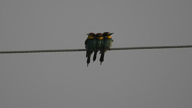European Bee-eater - ML630773212