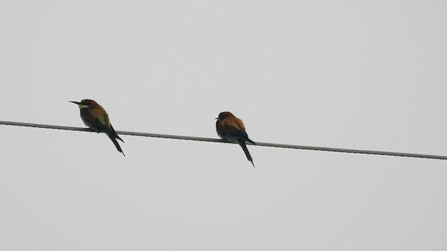 European Bee-eater - ML630773214