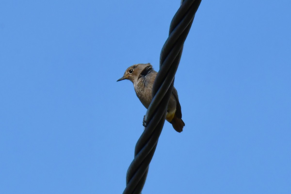 Мойлон гал сүүлт - ML630773537