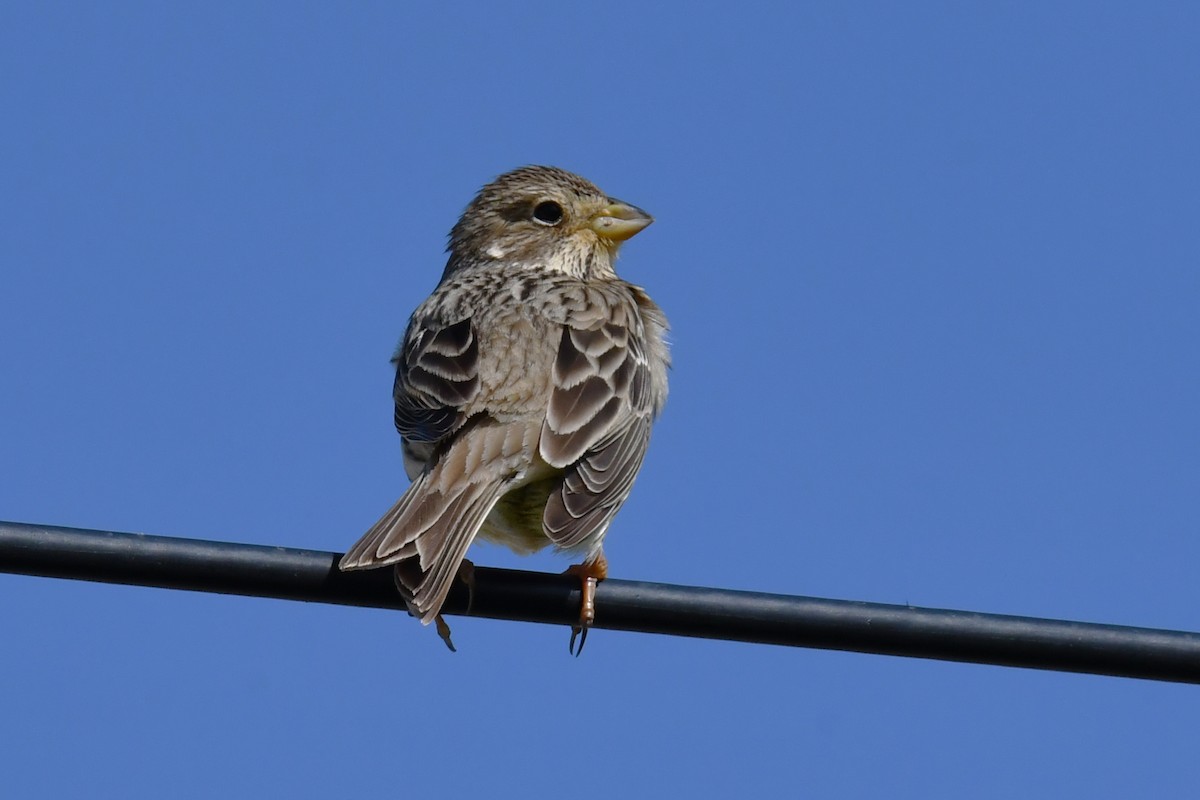 Corn Bunting - ML630773542