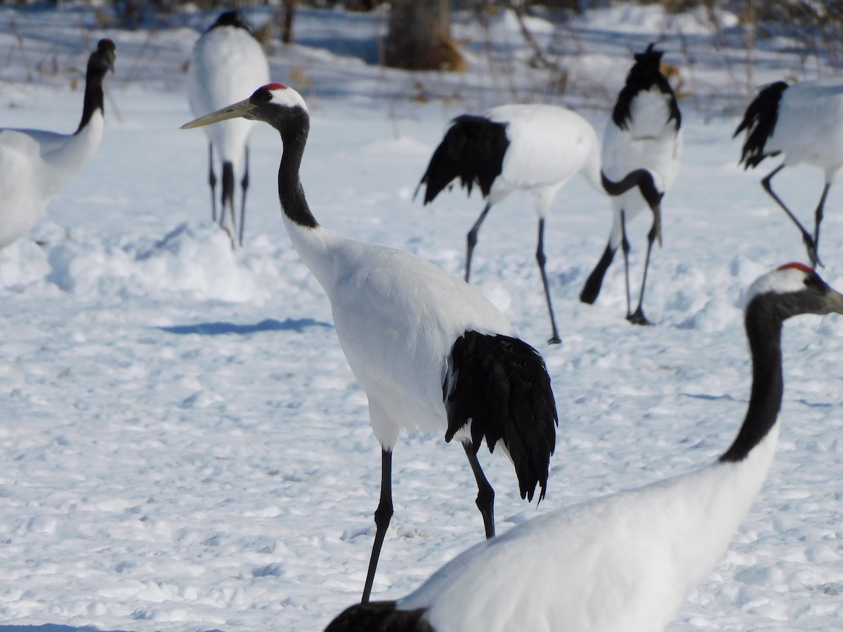 Red-crowned Crane - Eli Martin