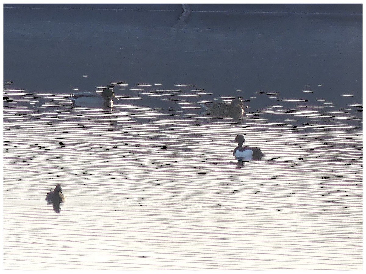 Tufted Duck - ML630773583