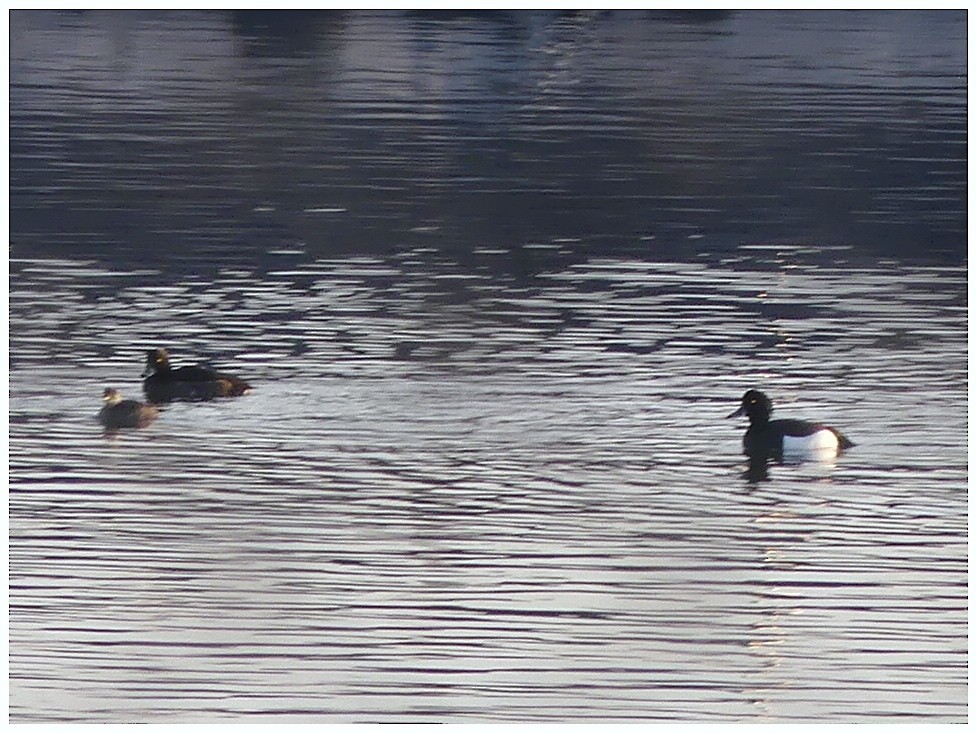 Tufted Duck - ML630773584
