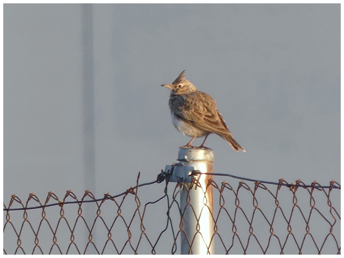 Crested Lark (Crested) - ML630773595