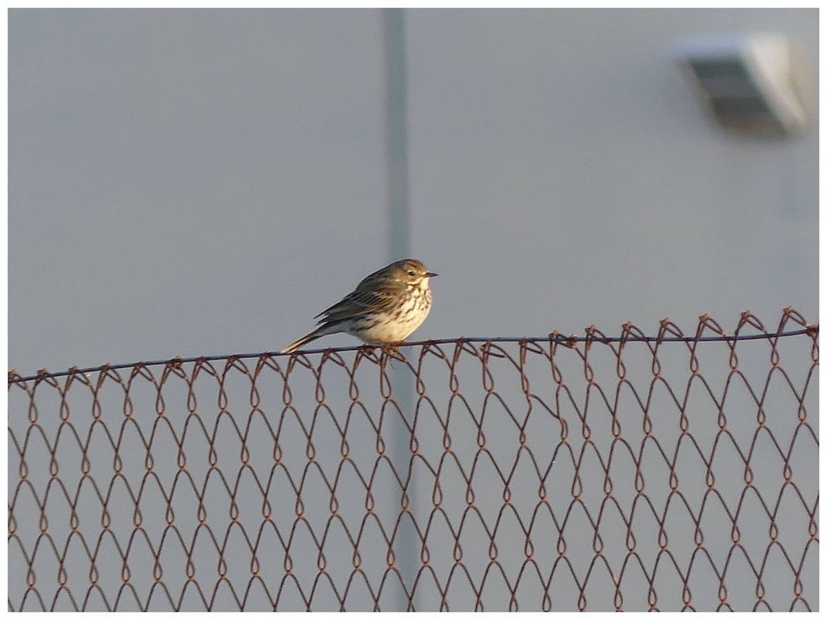 Meadow Pipit - ML630773608