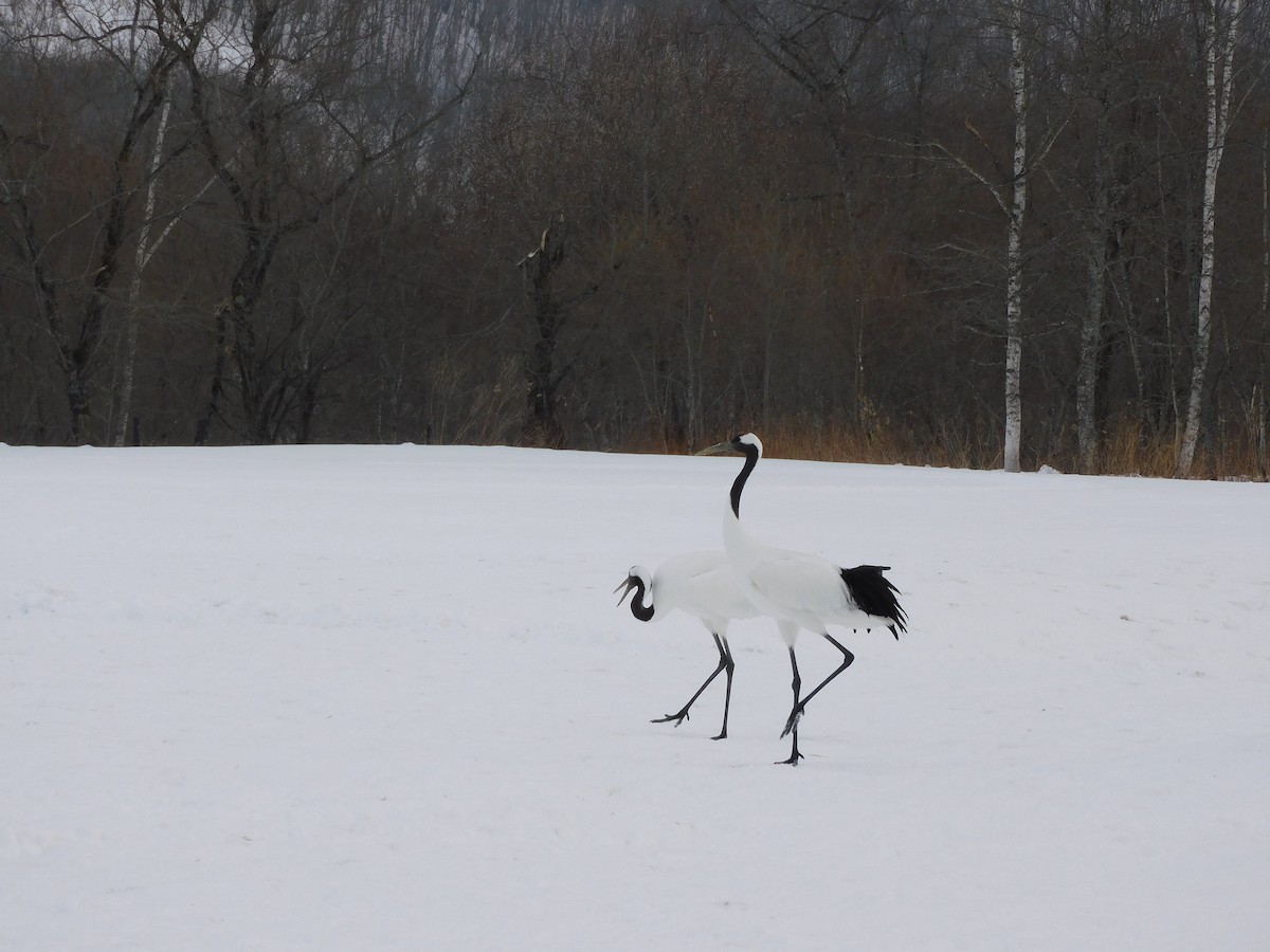 Red-crowned Crane - ML630773728