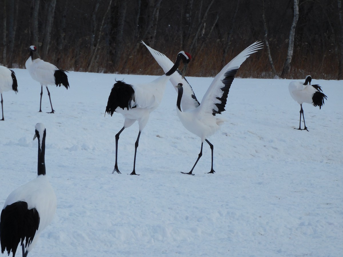 Red-crowned Crane - ML630773730
