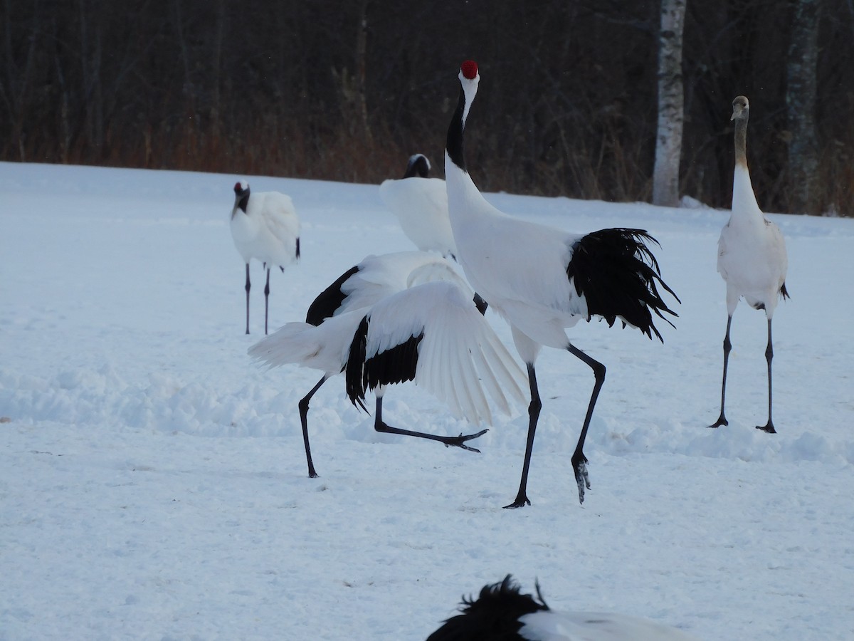 Red-crowned Crane - ML630773735