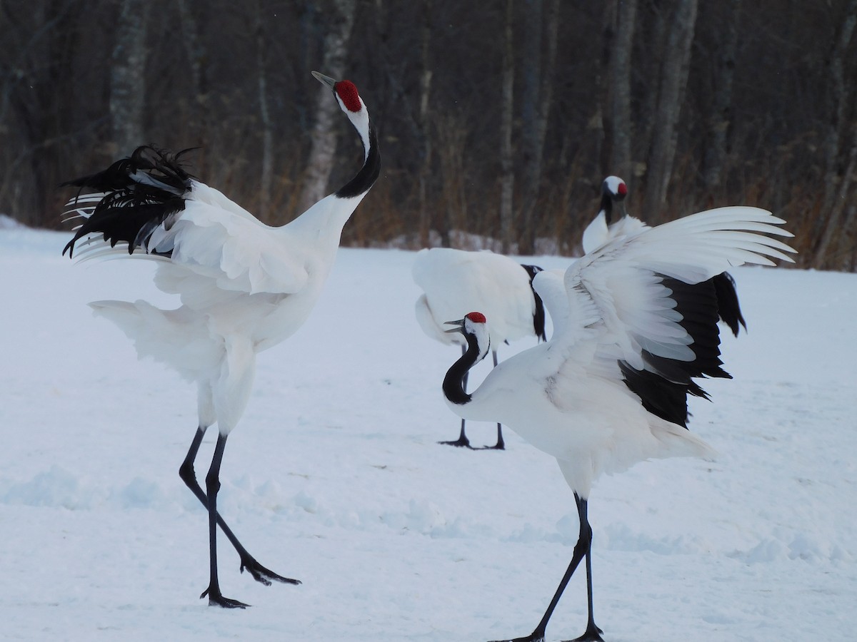 Red-crowned Crane - ML630773738