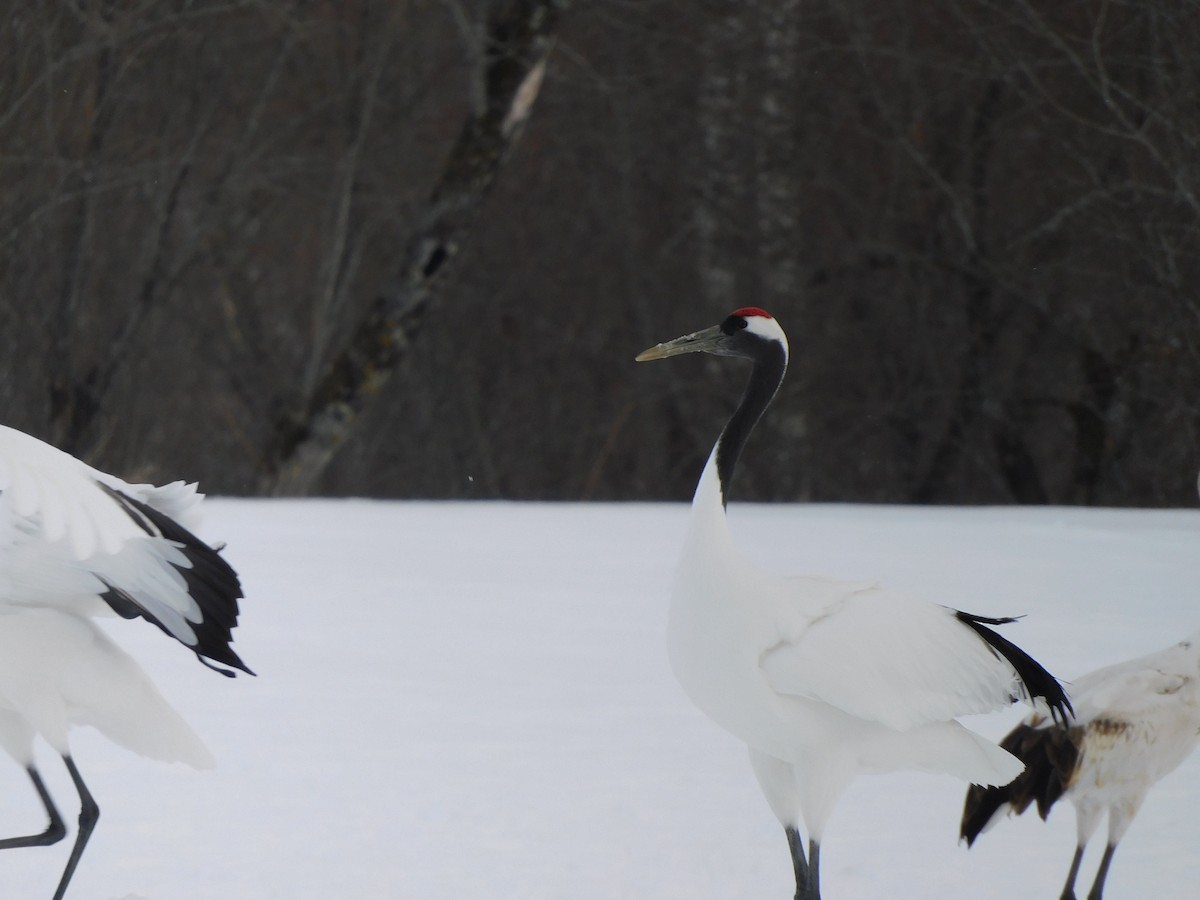 Red-crowned Crane - ML630773739