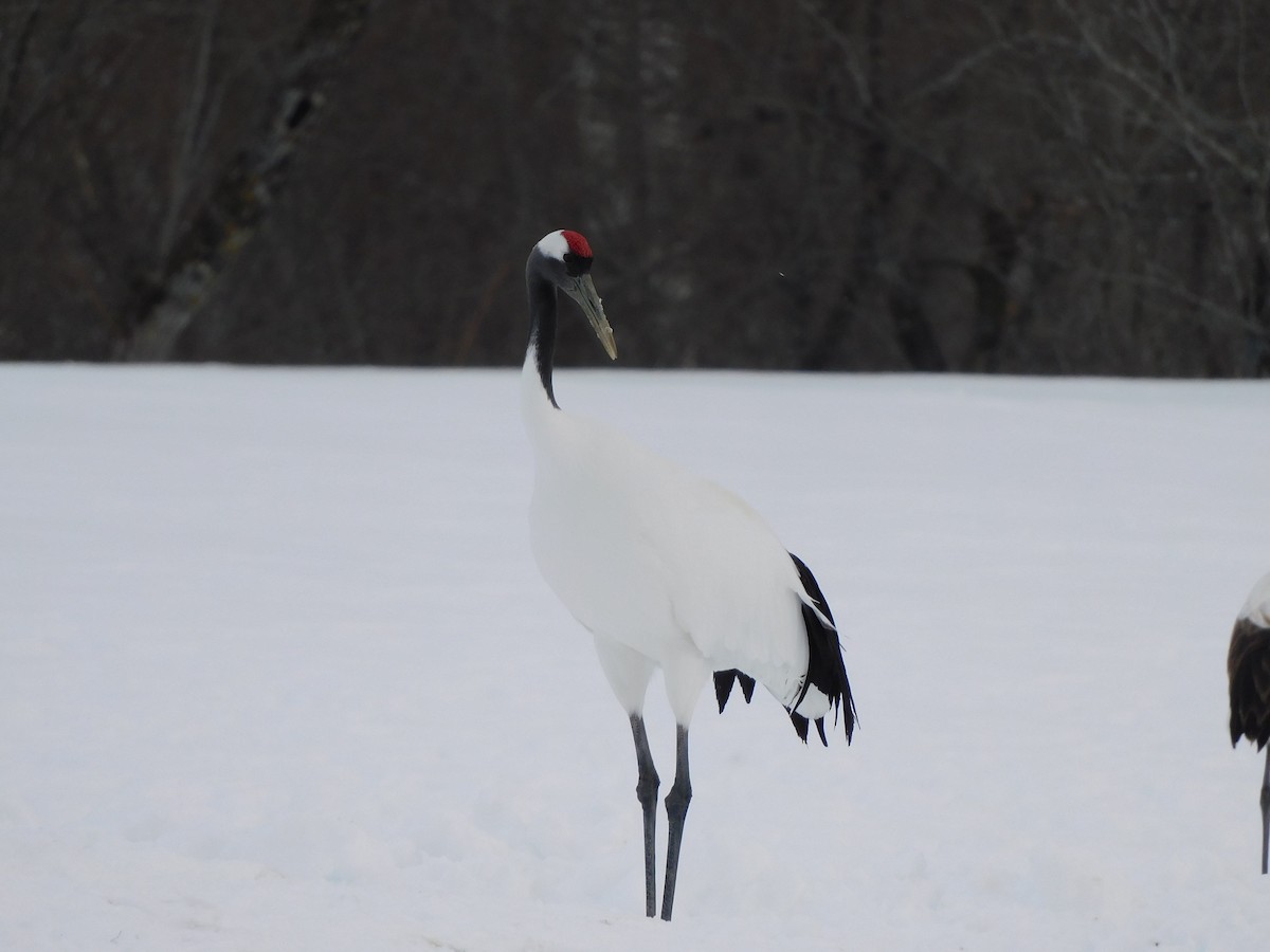 Red-crowned Crane - ML630773740