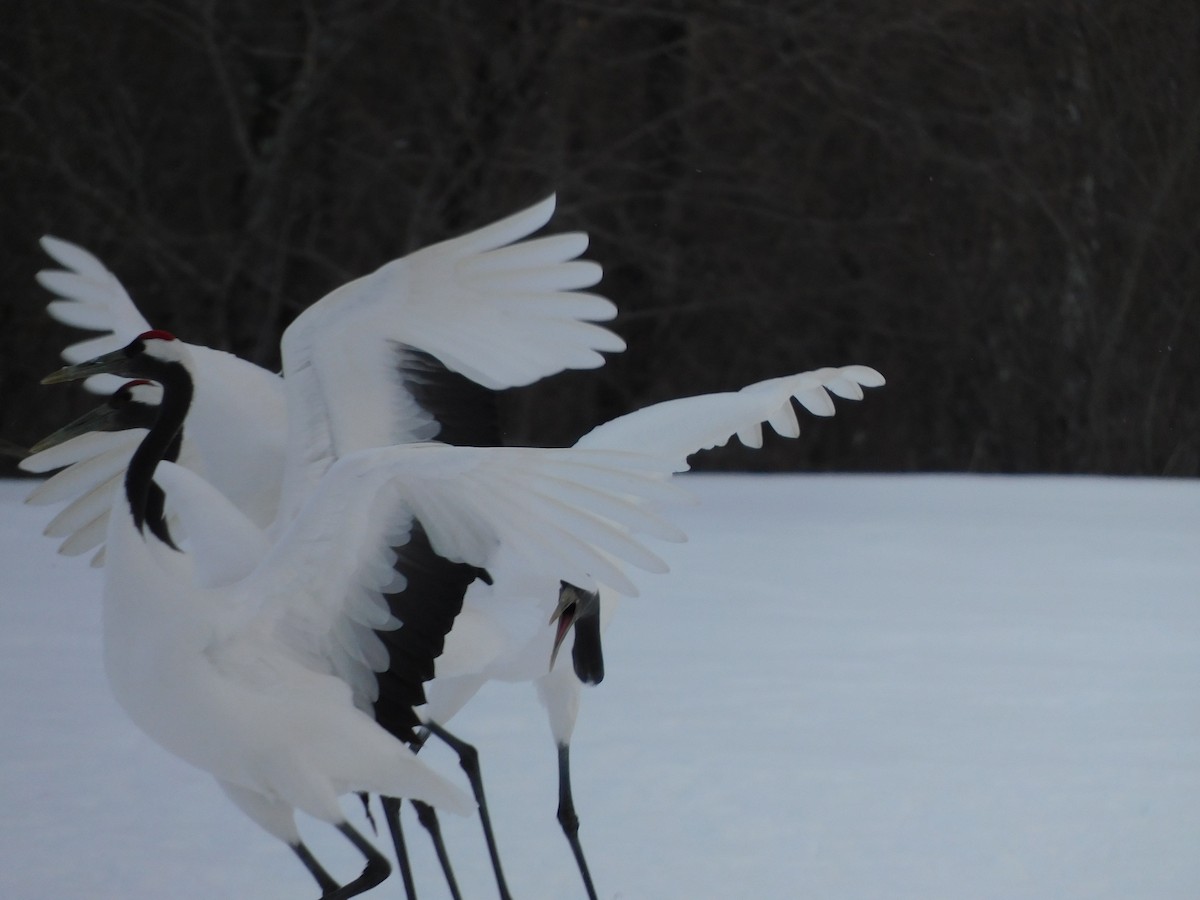 Red-crowned Crane - ML630773741