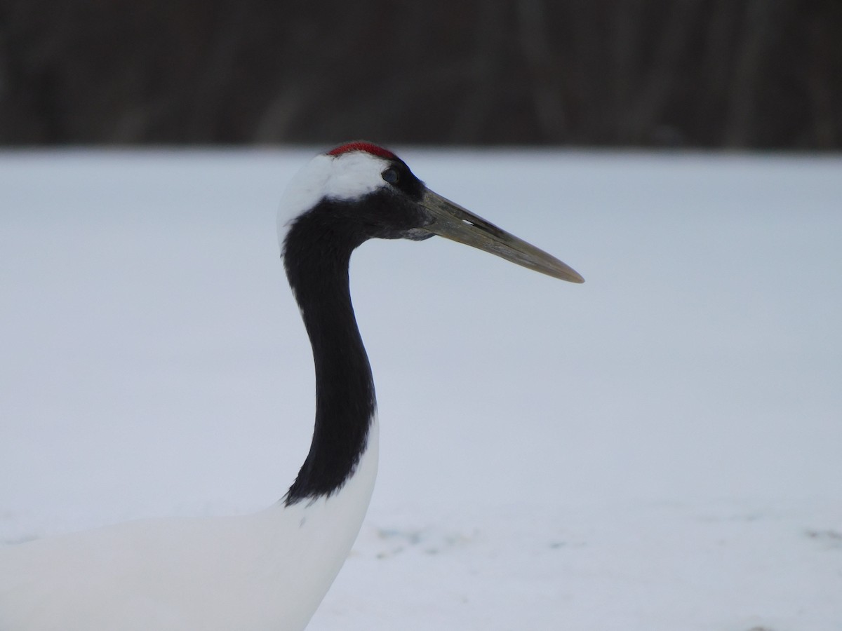 Red-crowned Crane - ML630773742