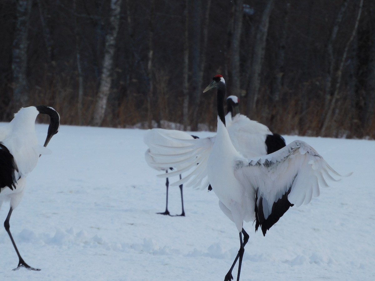 Red-crowned Crane - ML630773743