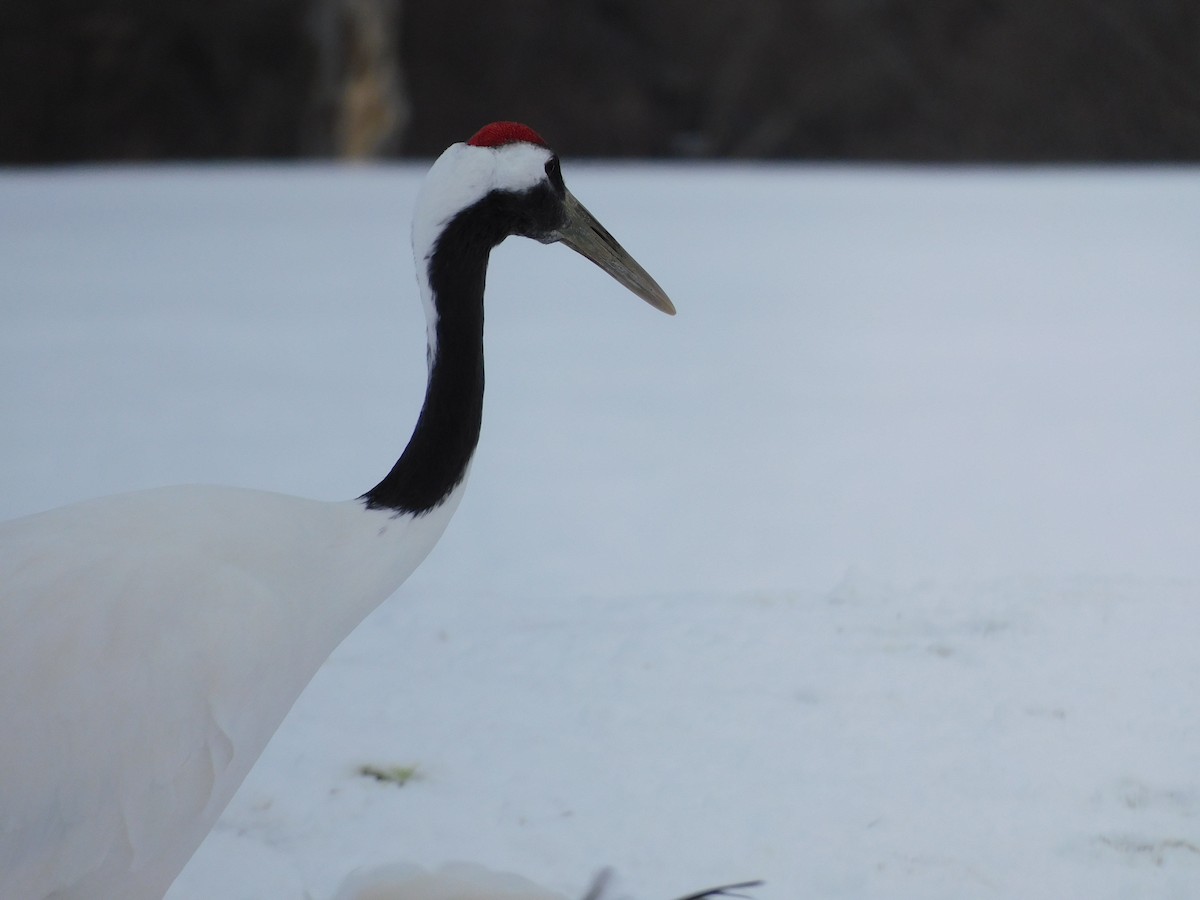 Red-crowned Crane - ML630773745