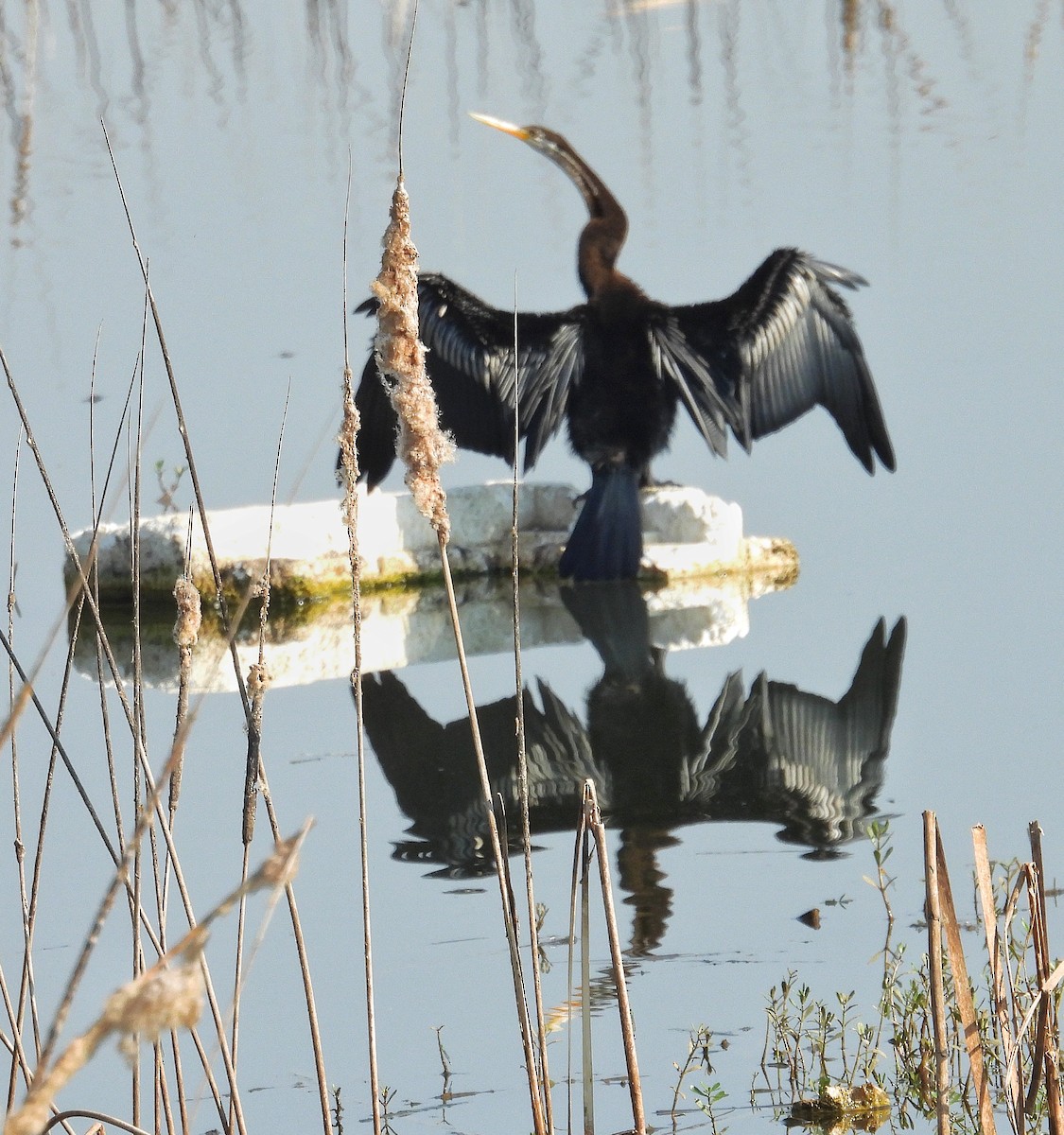 Oriental Darter - ML630773801