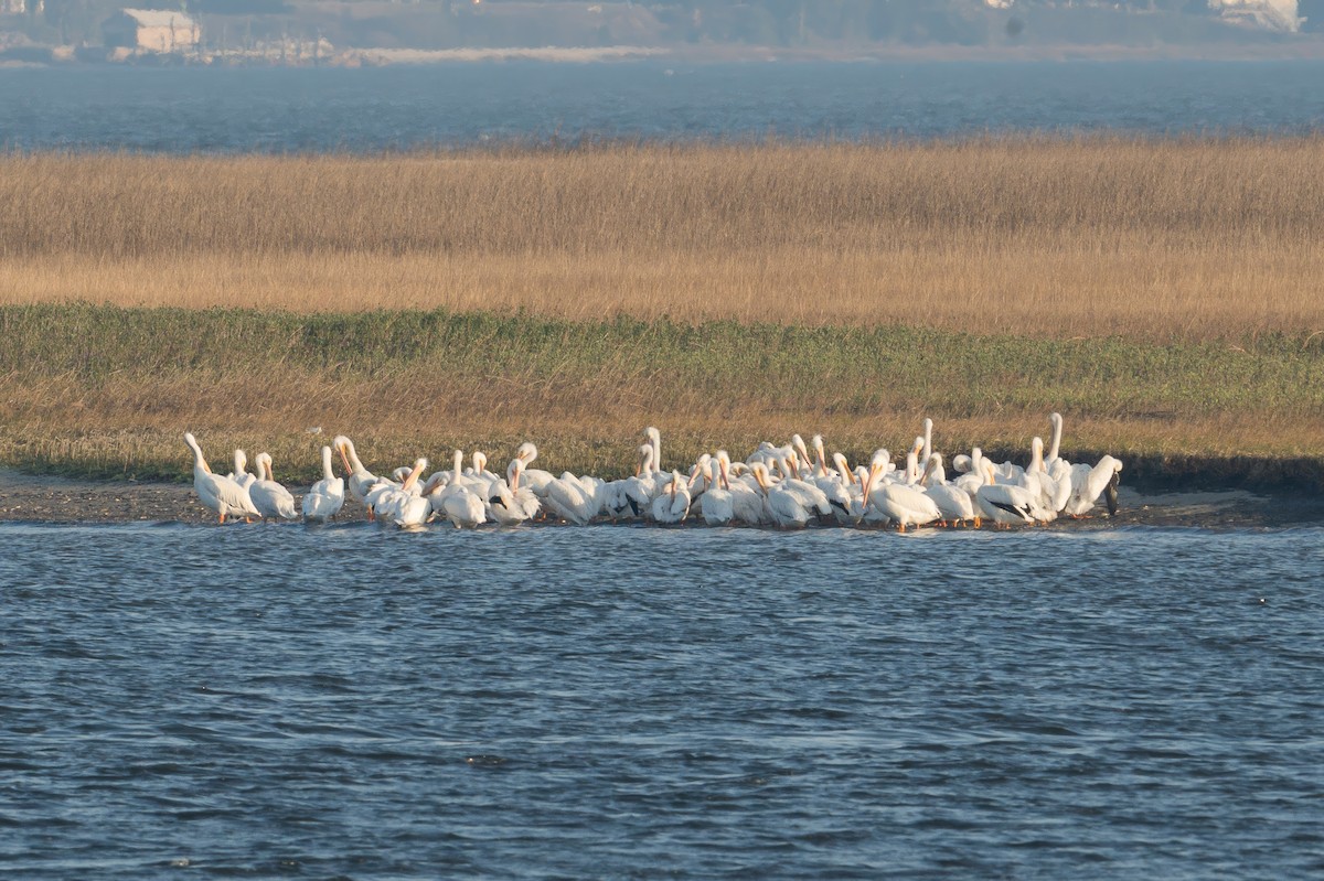 American White Pelican - ML630773806