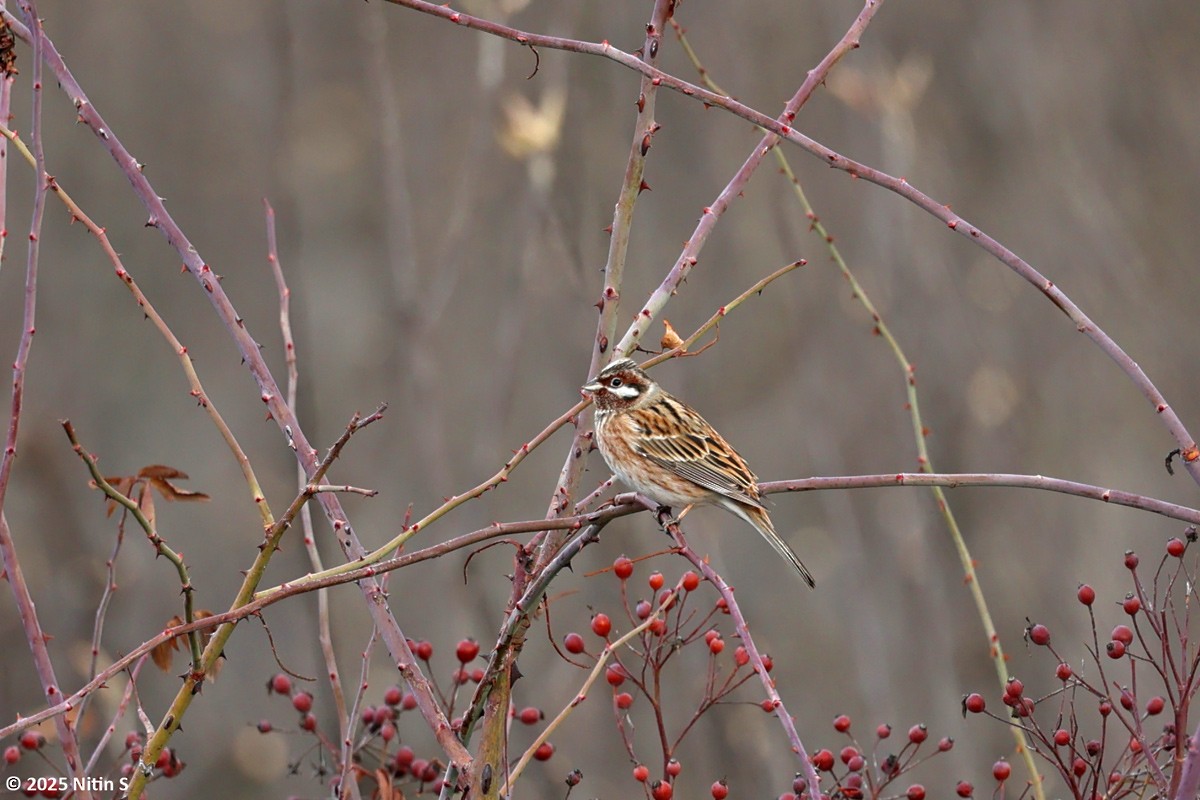 Pine Bunting - ML630773886