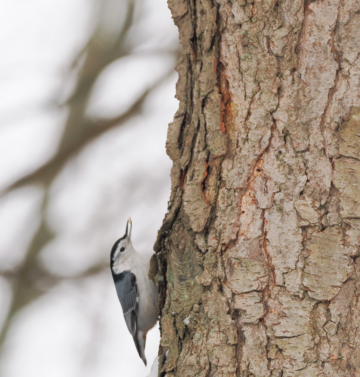 White-breasted Nuthatch - ML630773910