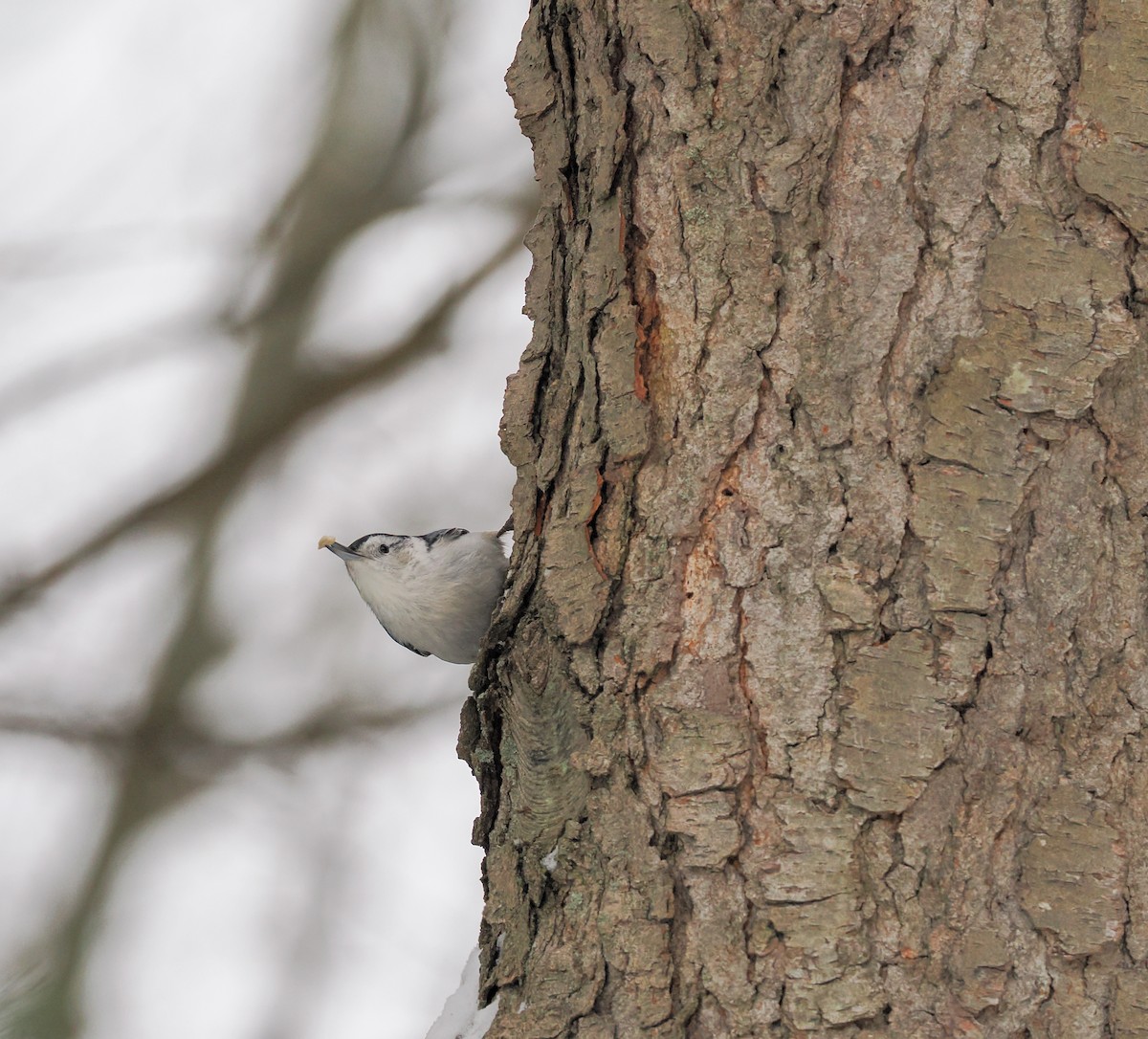 White-breasted Nuthatch - ML630773911