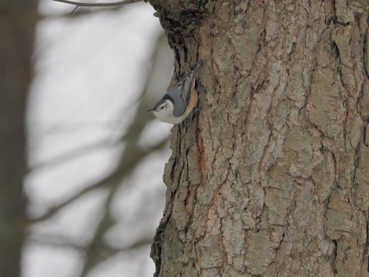 White-breasted Nuthatch - ML630773912