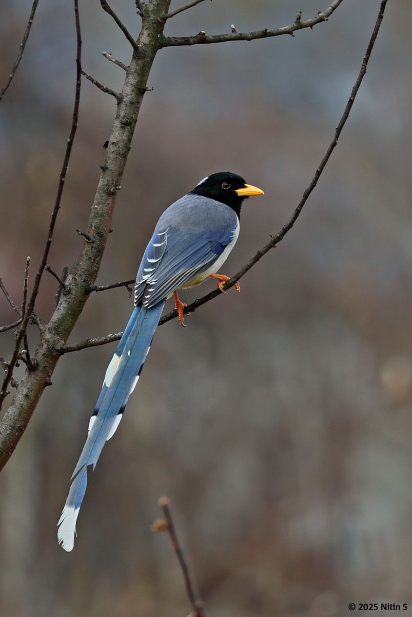 Yellow-billed Blue-Magpie - ML630773938