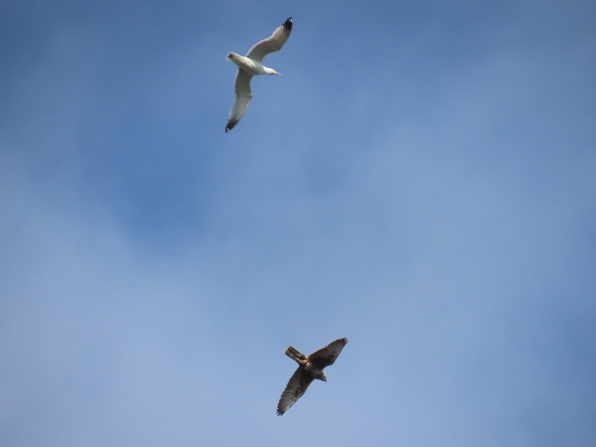 Saker Falcon - ML630773981