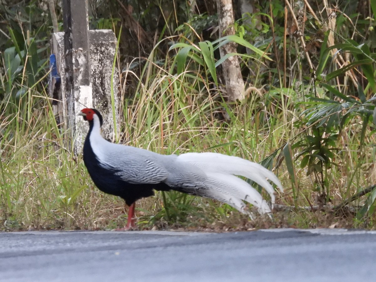Silver Pheasant - ML630774127