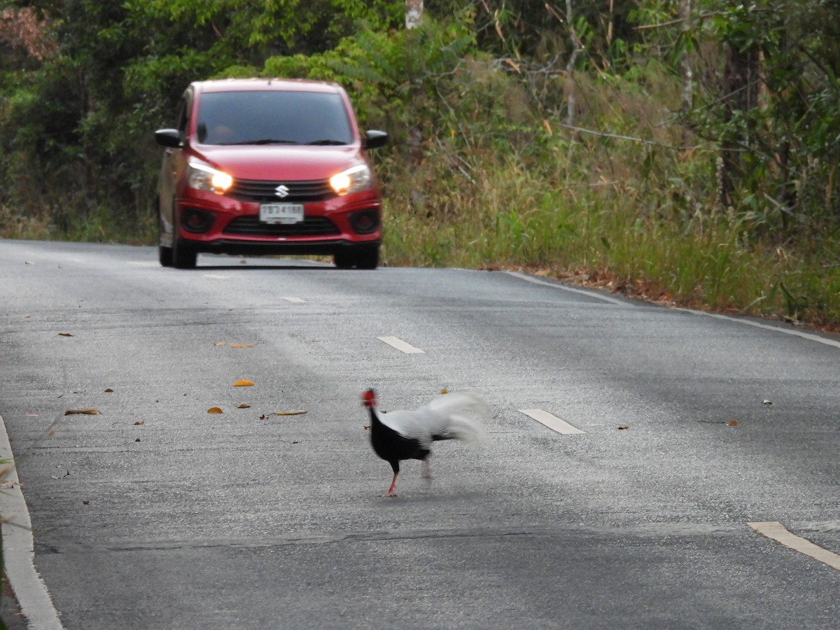 Silver Pheasant - ML630774128