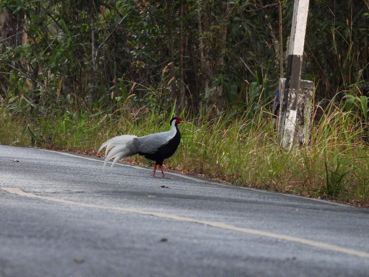 Silver Pheasant - ML630774129