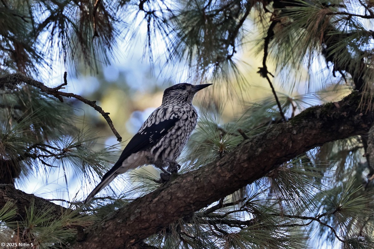 Kashmir Nutcracker - ML630774283