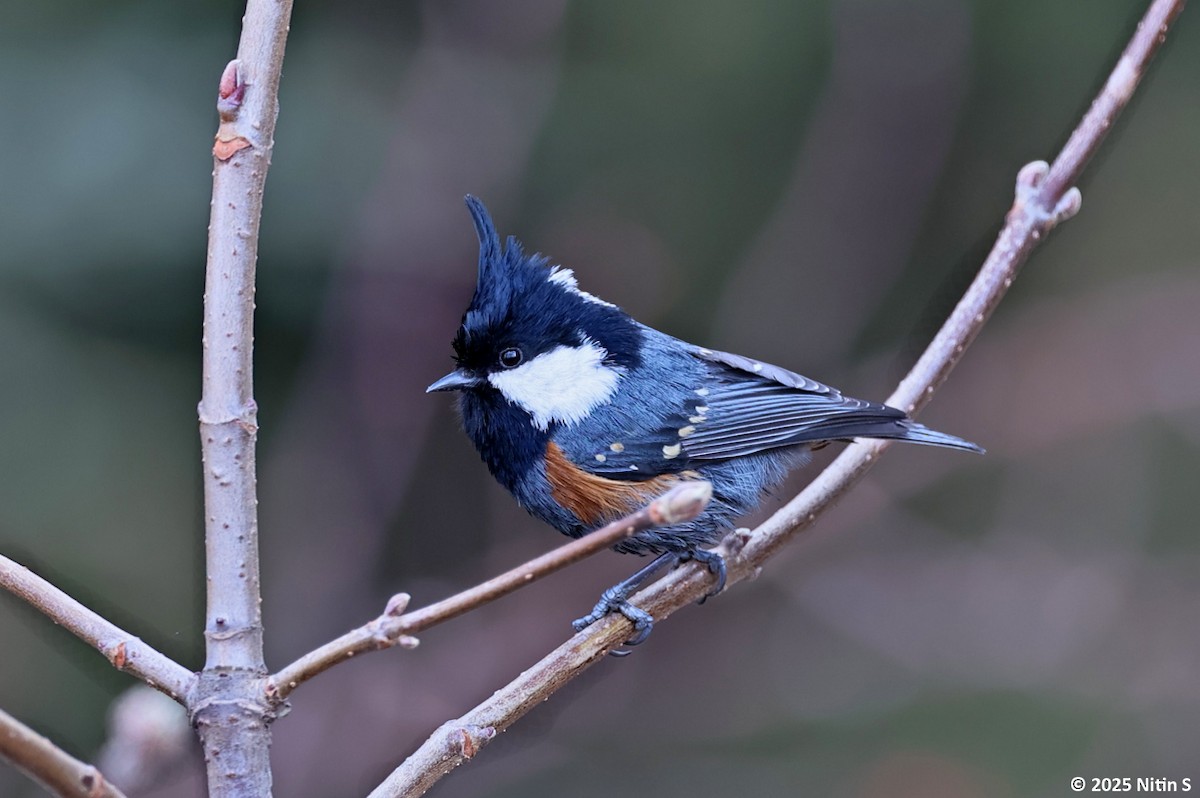Coal Tit (Black-crested) - ML630774289