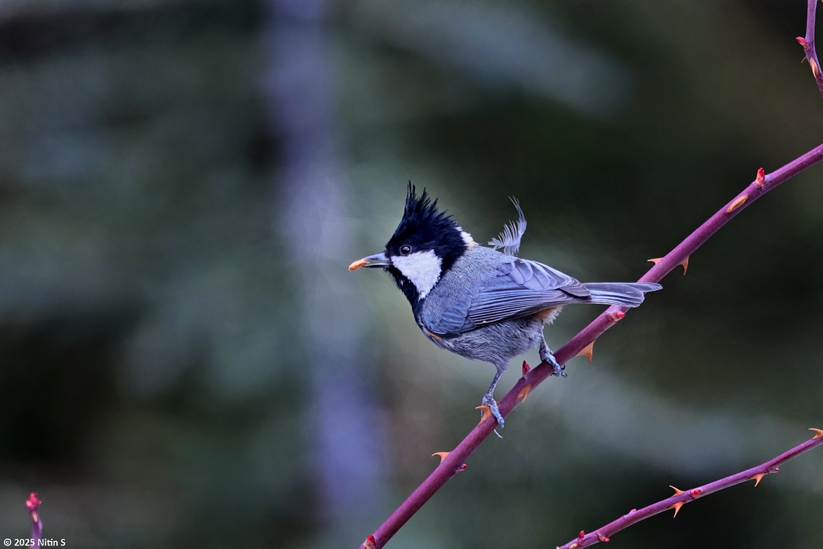 Rufous-naped Tit - ML630774317