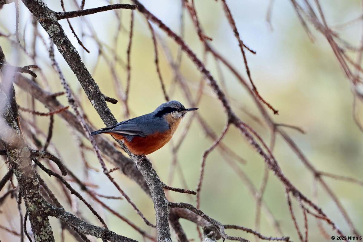 Kashmir Nuthatch - ML630774341