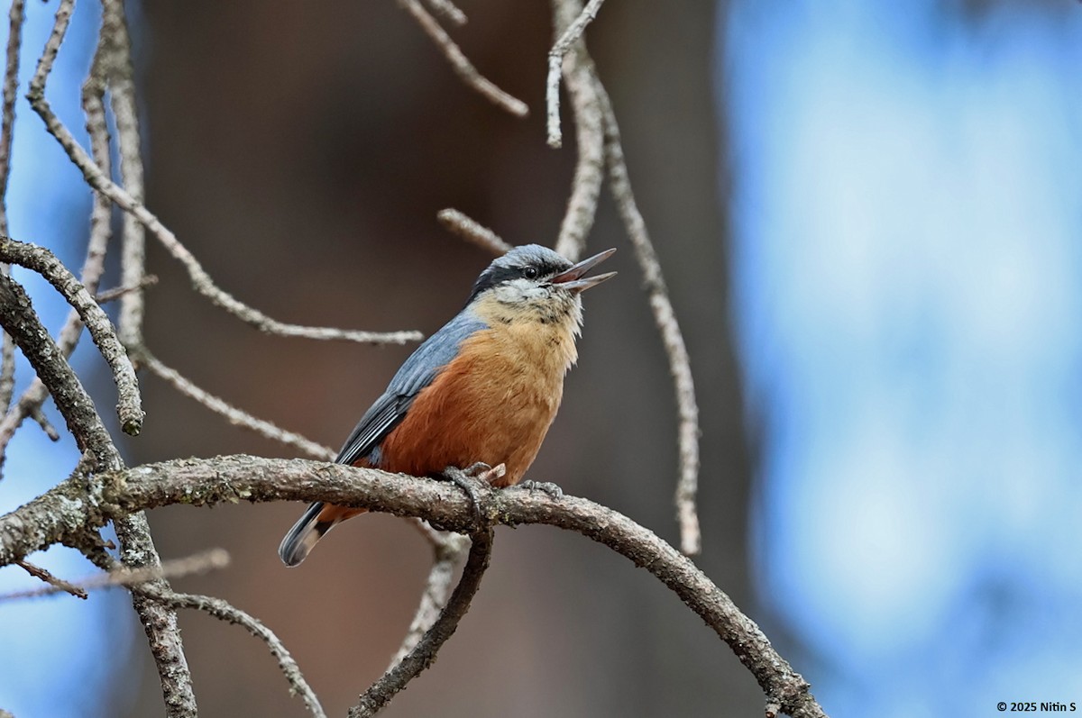 Kashmir Nuthatch - ML630774342