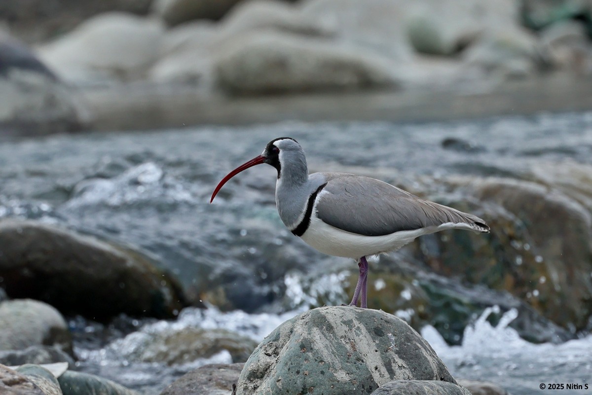 Ibisbill - ML630774373