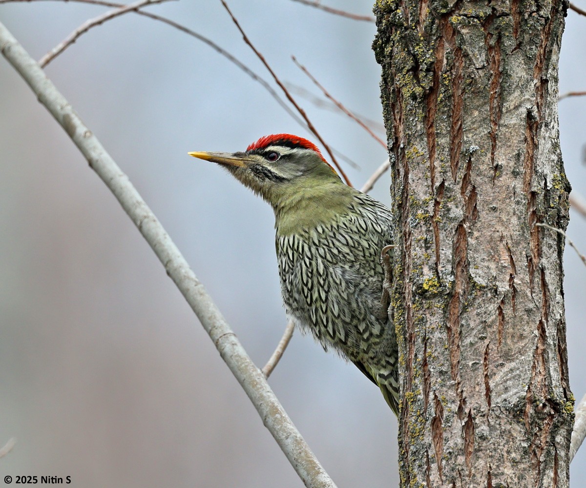 Scaly-bellied Woodpecker - ML630774377