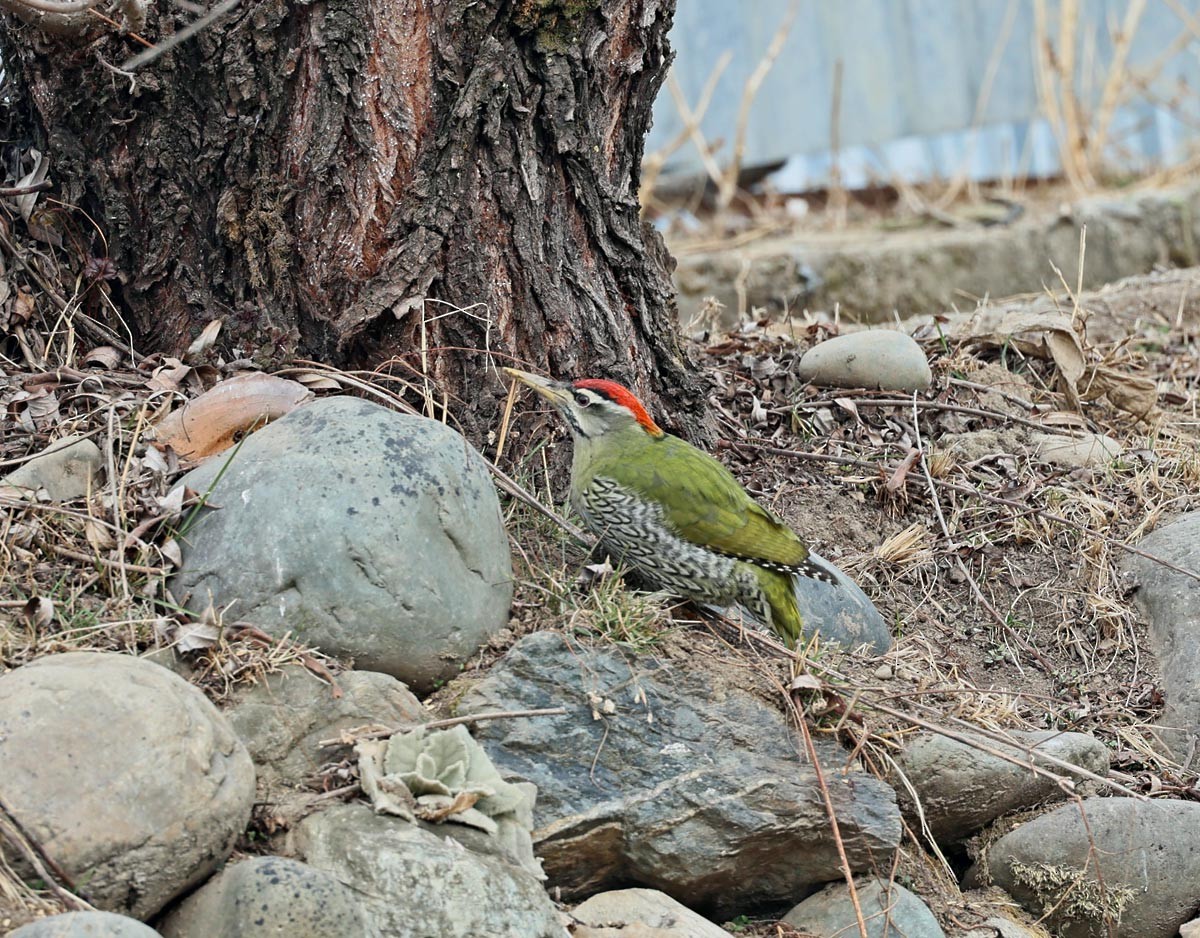 Scaly-bellied Woodpecker - ML630774379