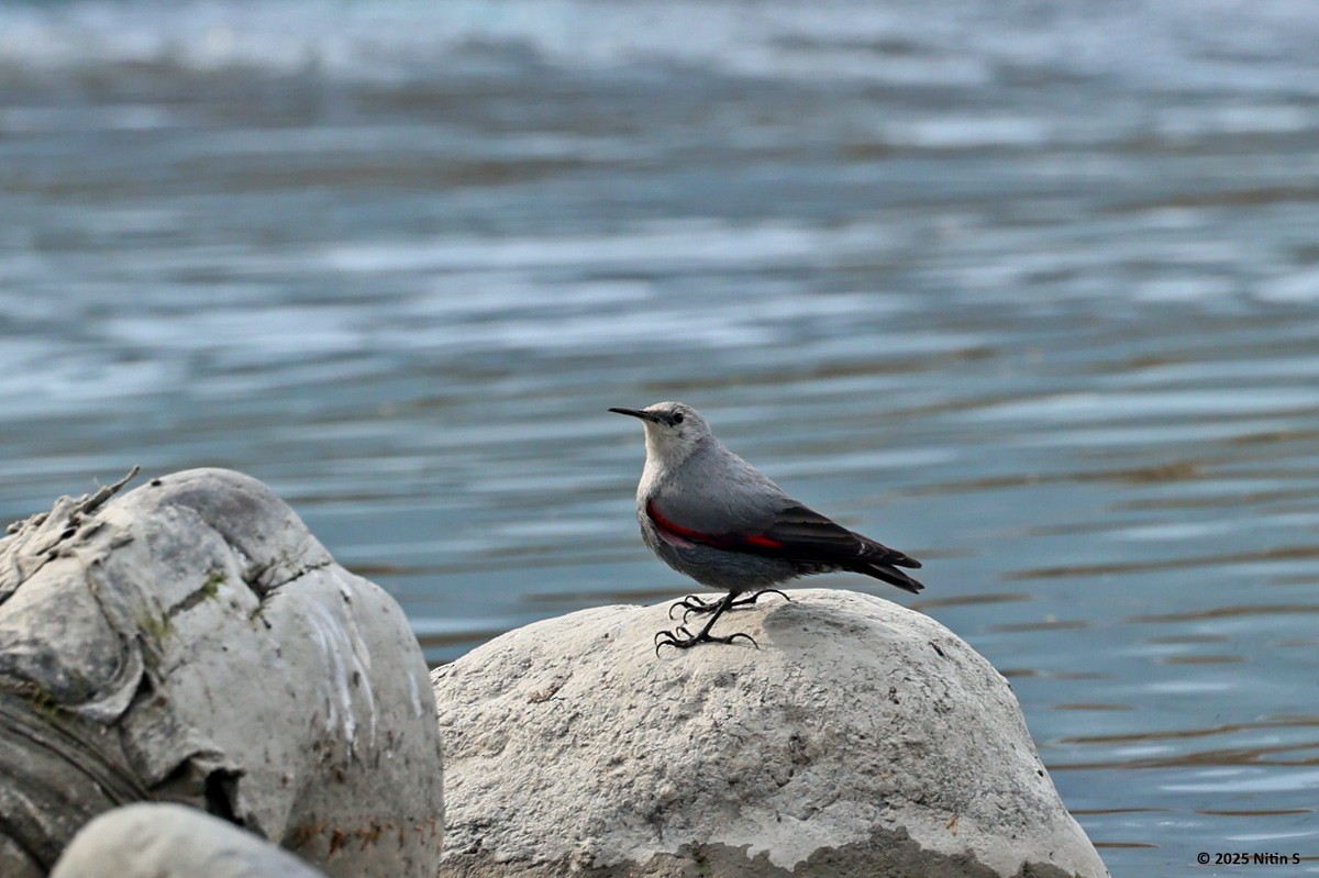 Wallcreeper - ML630774384