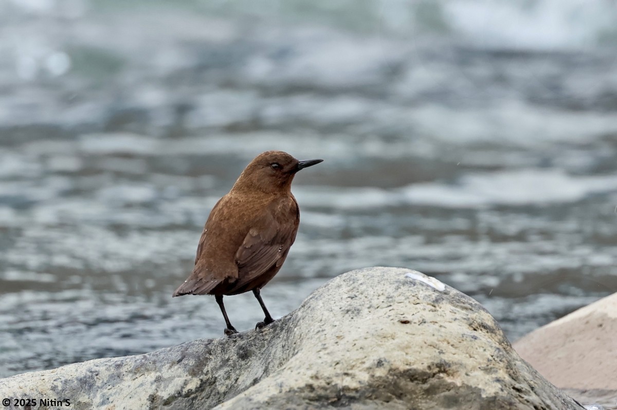 Brown Dipper - ML630774403