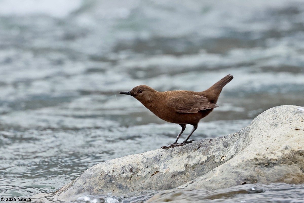 Brown Dipper - ML630774405