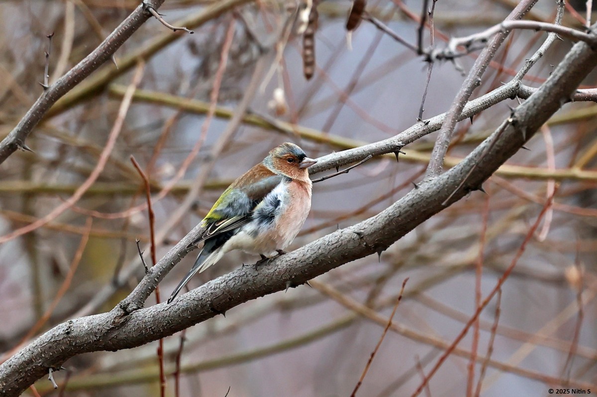 Common Chaffinch - ML630774430