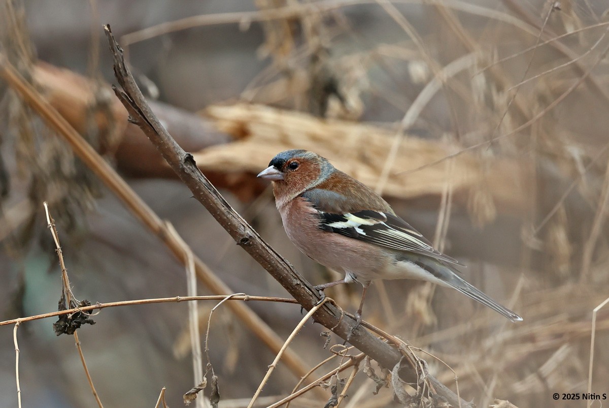 Common Chaffinch - ML630774431