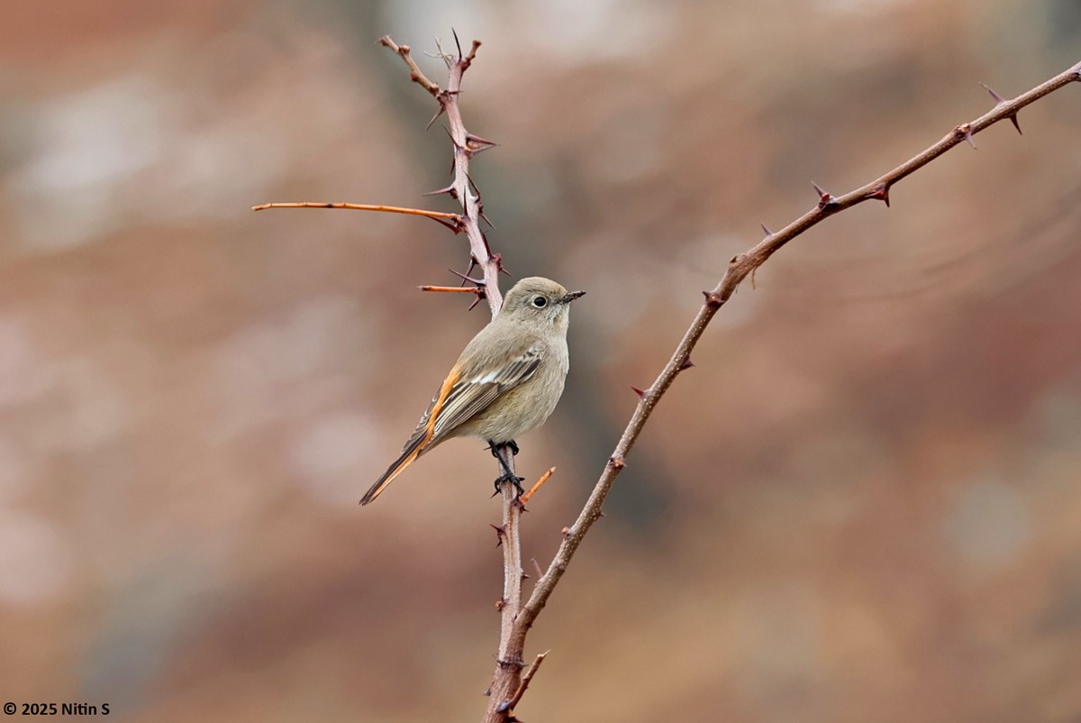 Rufous-backed Redstart - ML630774453