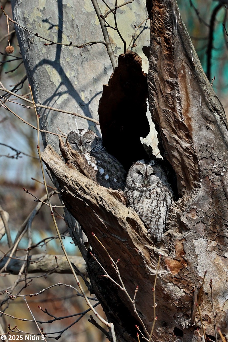 Tawny Owl - ML630774469