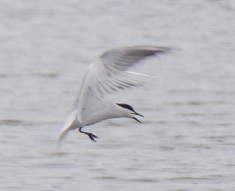 rybák černozobý - ML63077461