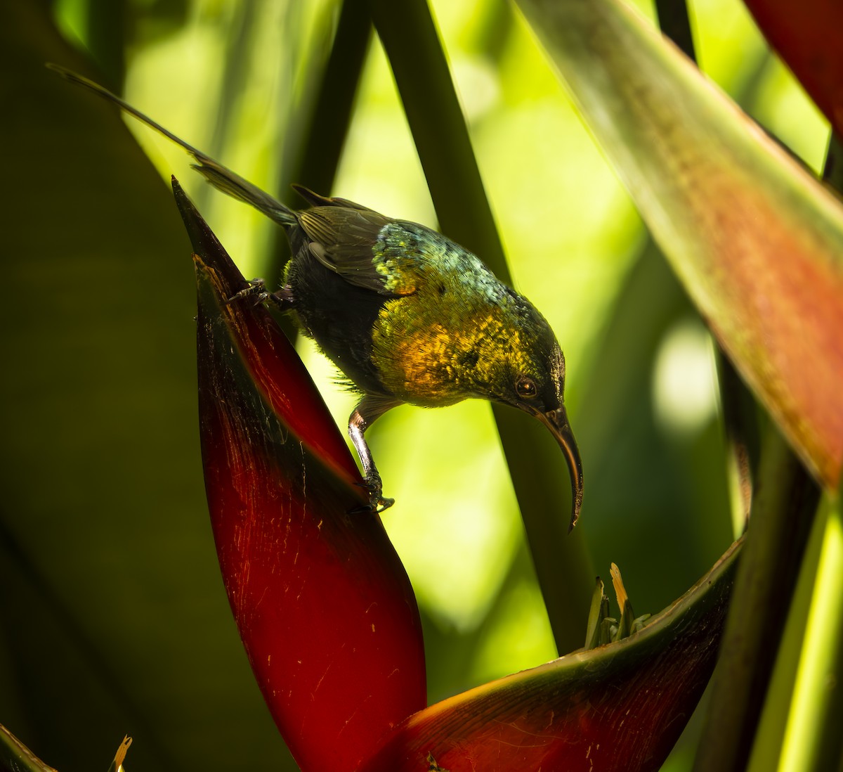 Bronze Sunbird - mark cavallo