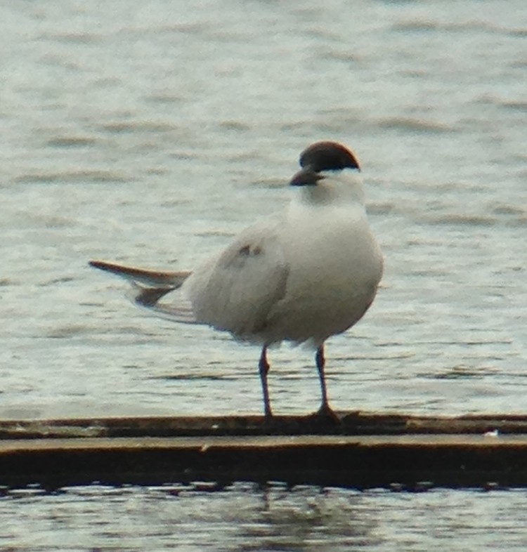 rybák černozobý - ML63077501